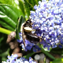 Andrena
