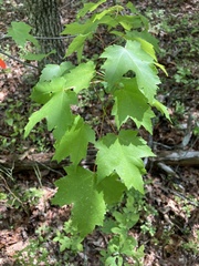Acer rubrum rubrum