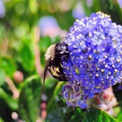 Andrena