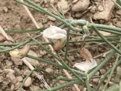 Astragalus convallarius
