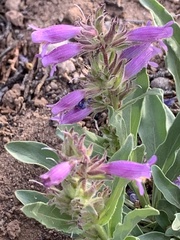 Penstemon breviculus