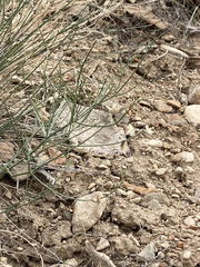 Astragalus convallarius