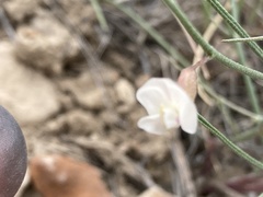 Astragalus convallarius