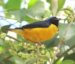 Chlorophonia cyanocephala