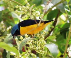 Chlorophonia cyanocephala