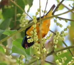 Chlorophonia cyanocephala