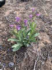 Penstemon breviculus