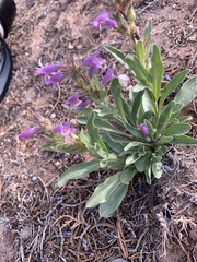Penstemon breviculus
