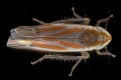 Erythridula lawsoniana