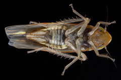 Erythridula lawsoniana