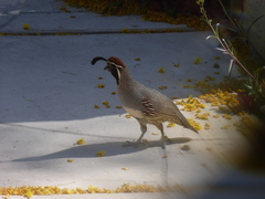Callipepla gambelii
