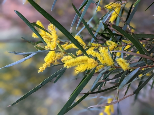 Mount Olga Wattle (Acacia olgana)