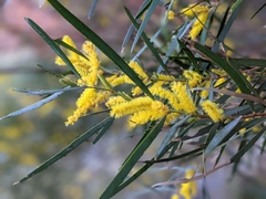 Acacia olgana