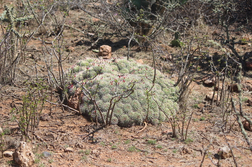 Mammillaria compressa