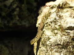 Sceloporus serrifer