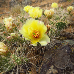 Opuntia × columbiana