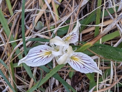 Iris tenuissima