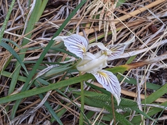 Iris tenuissima