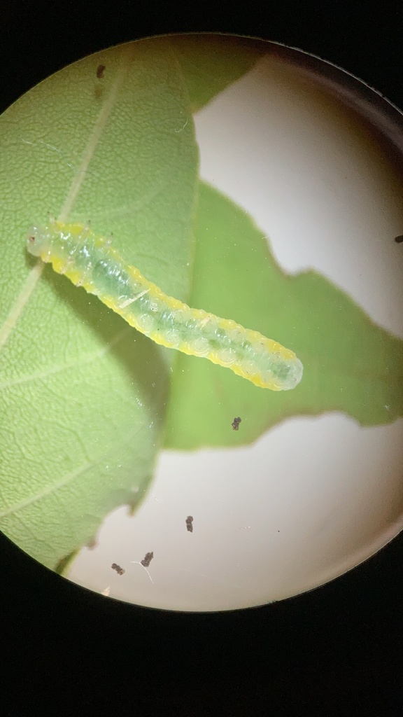 Brownheaded Ash Sawfly