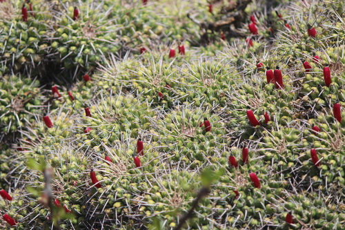 Image of Mammillaria compressa by (c) José Belem Hernández Díaz, some rights reserved (CC BY)