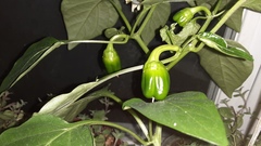 Capsicum annuum
