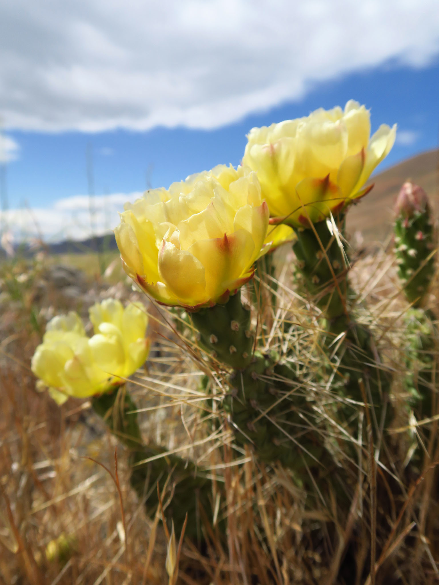 Opuntia X columbiana