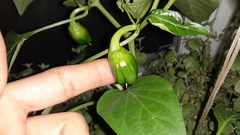 Capsicum annuum