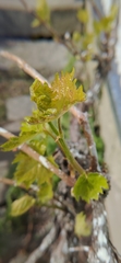 Vitis vinifera vinifera