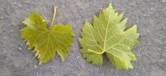 Vitis vinifera vinifera