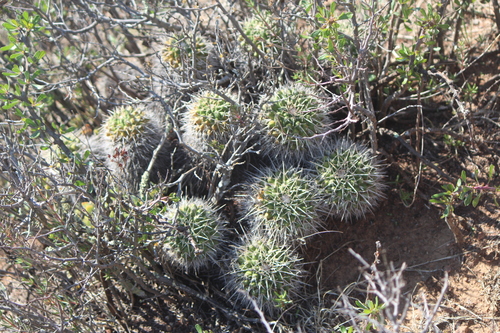 Mammillaria compressa