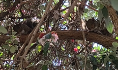 Sciurus carolinensis
