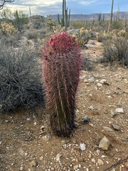 Ferocactus gracilis gracilis