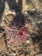 Ferocactus gracilis gracilis