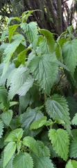 Urtica dioica