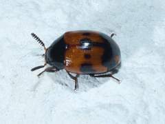 Diaperis nigronotata