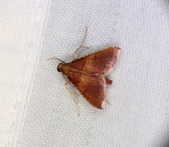 Endotricha olivacealis