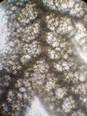 Trichocolea mollissima