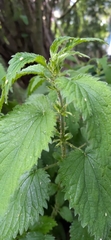 Urtica dioica