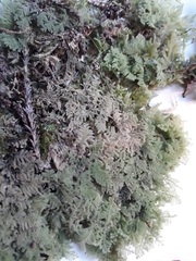 Trichocolea mollissima