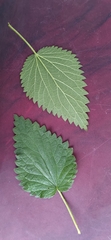 Urtica dioica