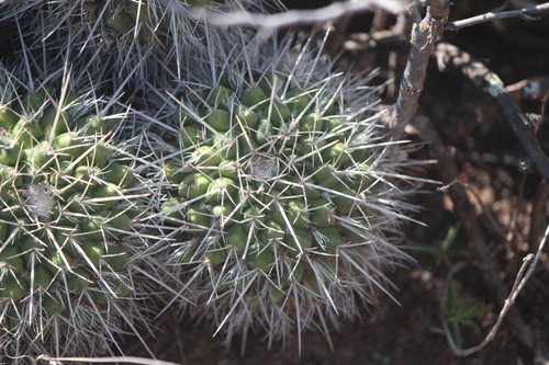 Mammillaria compressa