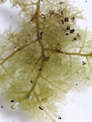 Trichocolea mollissima