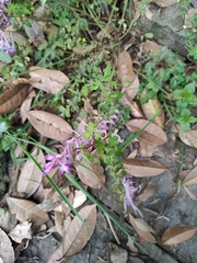Corydalis sheareri