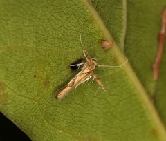 Stathmopoda stimulata