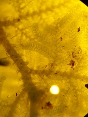 Trichocolea mollissima