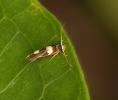 Stathmopoda paradiplaspis