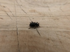 Otiorhynchus meridionalis