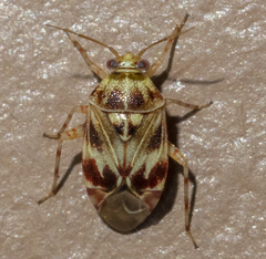 Tropidosteptes quercicola