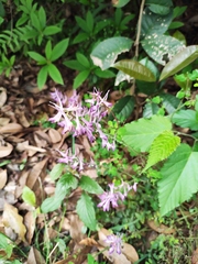 Corydalis sheareri