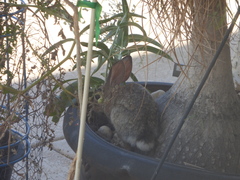 Sylvilagus audubonii